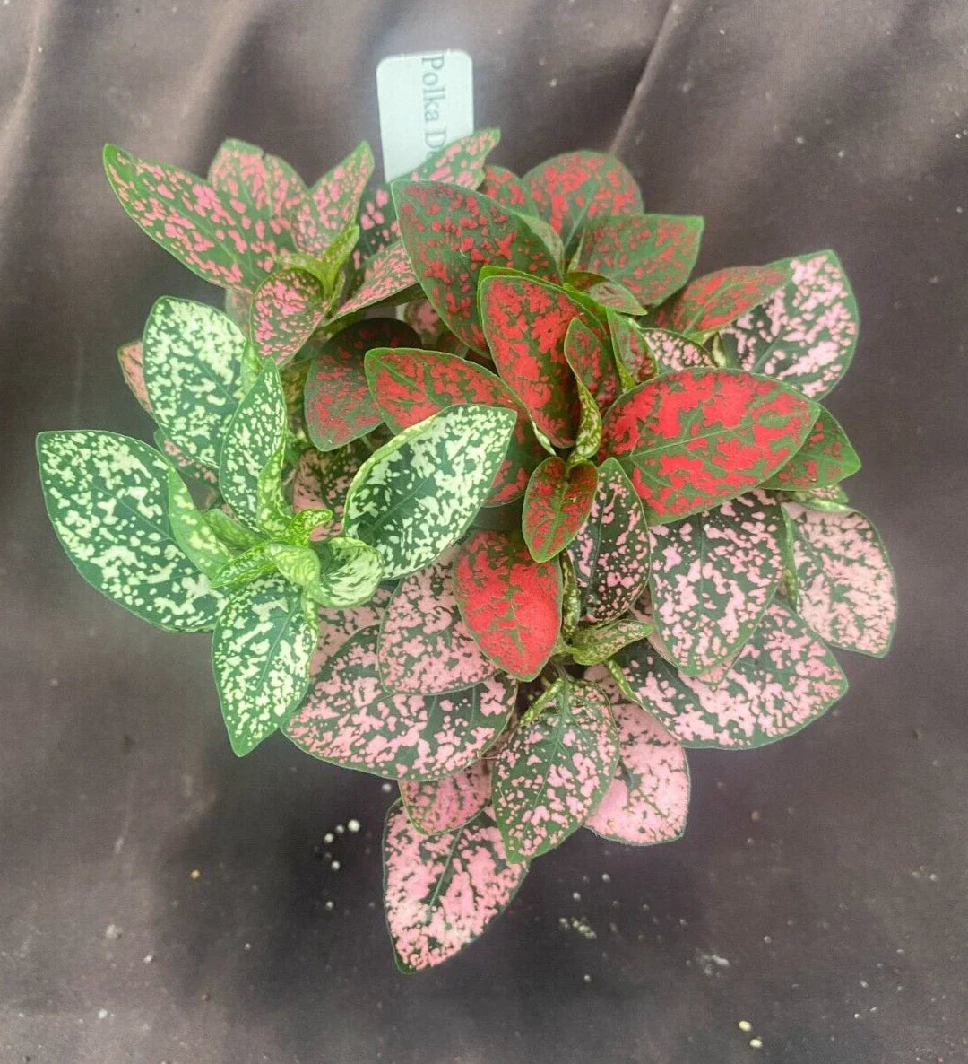 Polka Dot Plant Rooted in 3" Pot | Hypoestes phyllostachya | Indoor Houseplant with Spotted Foliage