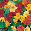 Dwarf Jewel Nasturtium Seeds - Edible Flower Seeds for Gardens - Tropaeolum majus - 25 Non-GMO Seeds
