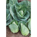 Heirloom Cabbage Seeds 1000+ Non-GMO Early Jersey Wakefield Brassica oleracea var. capitata for Garden, Salad, and Cooking