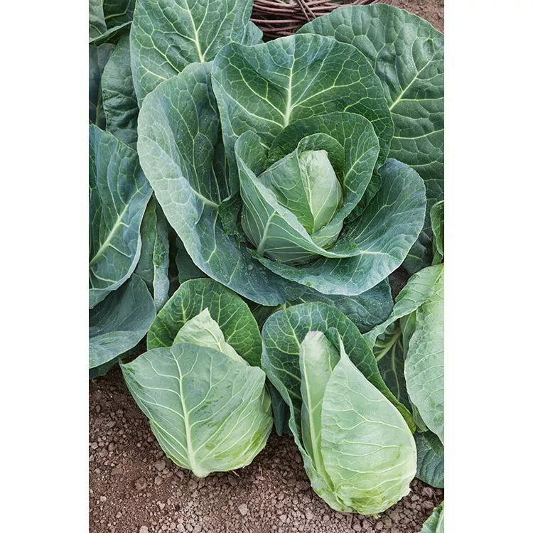 Heirloom Cabbage Seeds 1000+ Non-GMO Early Jersey Wakefield Brassica oleracea var. capitata for Garden, Salad, and Cooking