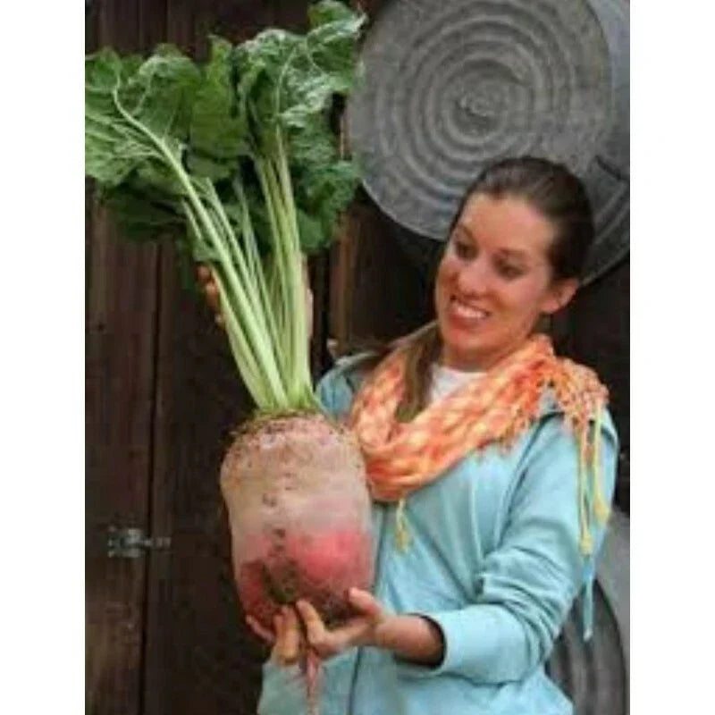 Mammoth Mangel Beet Seeds - 50 Count - Grow Giant Beta vulgaris Beets for Large, Sweet, Nutrient-Rich Roots