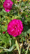 Frilly Rose Cuttings - 3 Almost Purple Live Fresh Plants - Rosa spp. - Frilly Petals, Garden, Cut Flowers