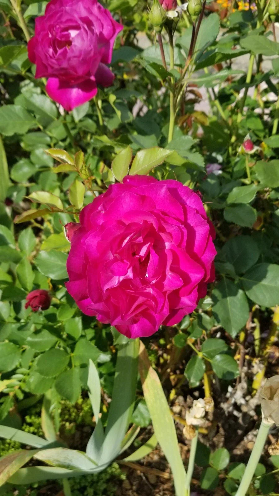 Frilly Rose Cuttings - 3 Almost Purple Live Fresh Plants - Rosa spp. - Frilly Petals, Garden, Cut Flowers