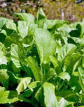 Mustard Greens Seeds - Heirloom Non-GMO Brassica juncea, Leafy Green for Salad & Cooking, 100 Seeds