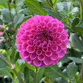25 Rocco Dahlia Seeds | Perennial Flower Seeds for Garden, Bright Blooms, Dahlia pinnata, Easy to Grow, Pollinator Attracting