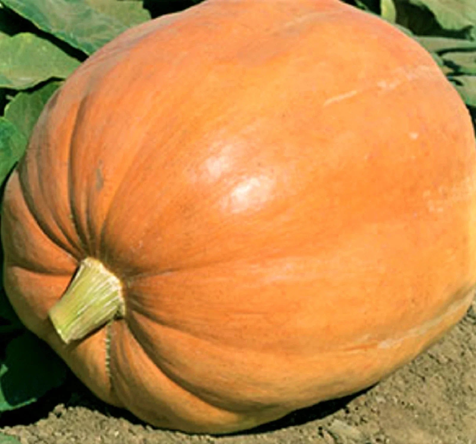 Mammoth Gold Pumpkin Seeds - 5 Non-GMO Cucurbita maxima Giant Orange Pumpkins for Gardening and Fall Decor