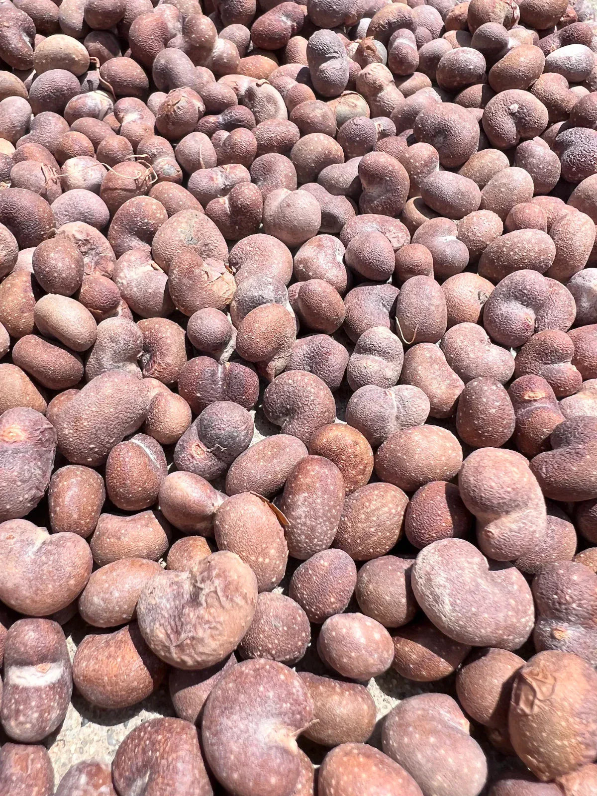 African Baobab Seeds - Adansonia Digitata - Drought-Tolerant Ornamental Tree Seeds for Landscaping