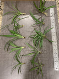 Spider Plant Starter Pack - 10 Ready-to-Root Chlorophytum comosum Indoor Air Purifier Plants