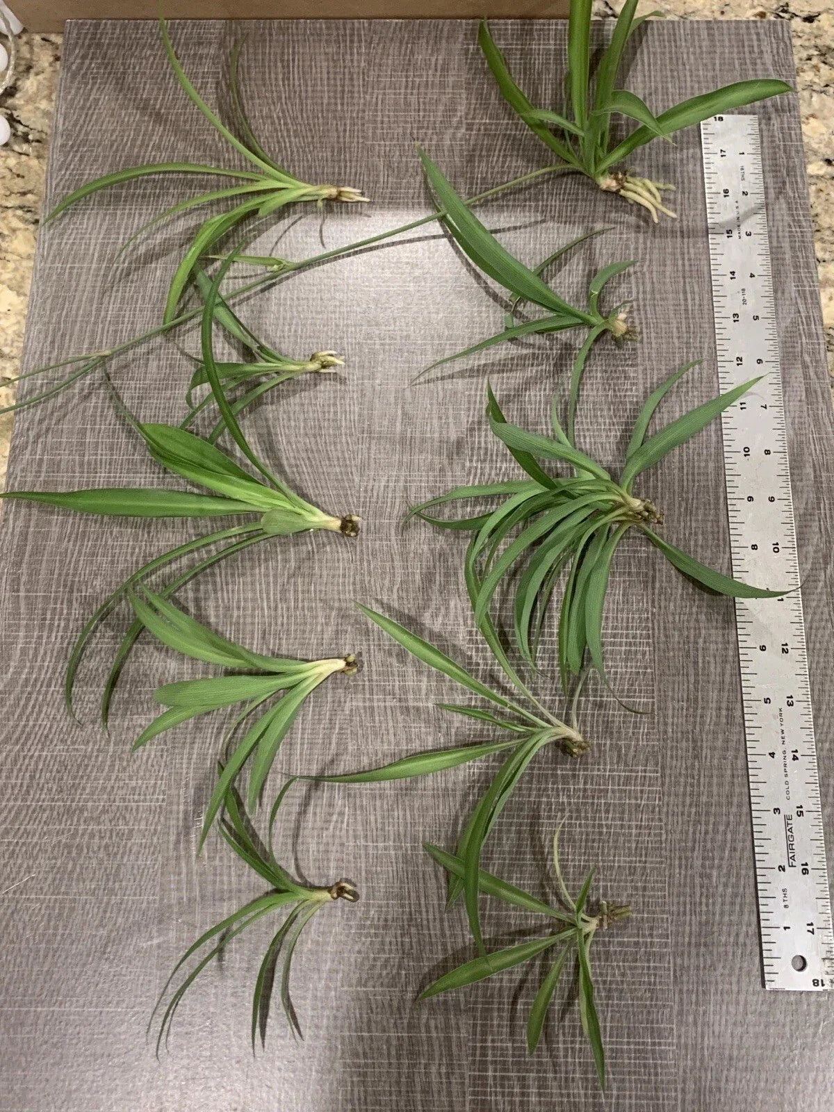 Spider Plant Starter Pack - 10 Ready-to-Root Chlorophytum comosum Indoor Air Purifier Plants