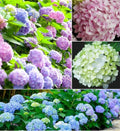 Hydrangea Flower Seeds - Mixed Color, Large Blooms, Easy to Grow, Hydrangea macrophylla, Garden Seeds, Pollinator Attracting