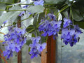 Blue Butterfly Bush Rooted Starter Plant, Clerodendrum Ugandense, Vibrant Blue Flowers, Butterfly Attracting, Easy to Grow