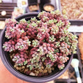 Sedum 'Corsican Stonecrop' 4in Bare Root Succulent Ground Cover Plant, Drought-Tolerant Perennial, Sedum spurium