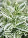 Tradescantia fluminensis Cuttings - Green and White Variegated Wandering Jew Plant - 5 Cuttings or 4" Pot