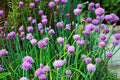 Chives Seeds - Non-GMO Herb Garden Seeds - Allium Schoenoprasum - Indoor & Outdoor Planting Pack