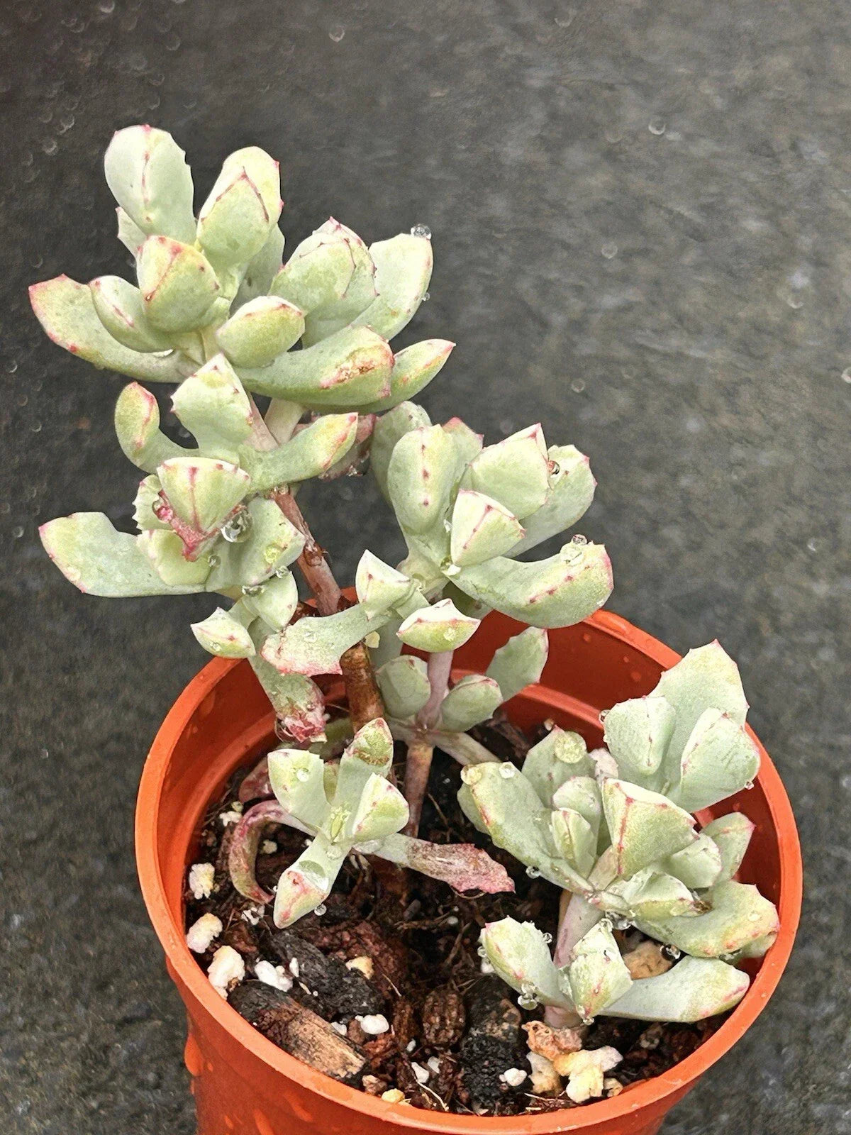 2” Fully Rooted Oscularia Deltoides Pink Ice Plant Succulent Ground Cover for Gardens and Containers