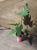 Philodendron Radiatum Plant - 4" Pot, Indoor Greenery, Exotic Foliage, Tropical Houseplant, Climbing or Trailing