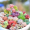 Mixed Succulent Seeds - 100pcs Lithops Seeds for Drought-Tolerant Indoor and Outdoor Gardening