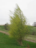 Hybrid Willow Tree - Fast Growing Austree Willow for Privacy and Shade - Salix × sepulcralis - Garden Landscape Tree