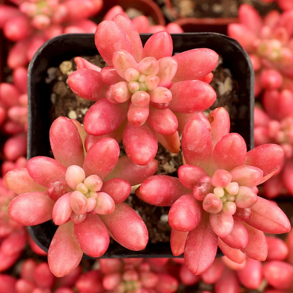 Sedum Rubrotinctum Aurora Pink Jelly Beans Succulent Plant 2-Inch Potted Cactus