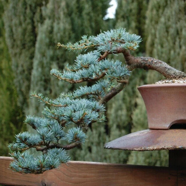 Blue Spruce Bonsai Tree Seeds - 20 Pack, Coniferous Picea pungens, Blue-Green Foliage, Indoor & Outdoor Cultivation