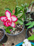 Desert Rose Adenium obesum 3-5" Triple Flowering Plant in 1 Gallon Pot, Rare Variety, Succulent, Indoor or Outdoor Garden Plant
