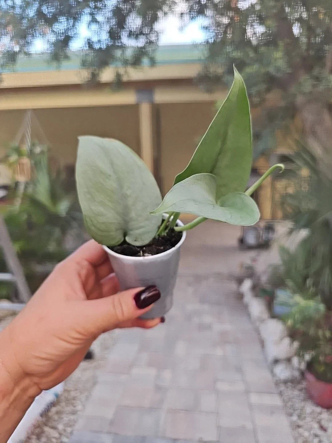Scindapsus Platinum Java Silver Hero Live Plant - Rooted 2.5" Pot Indoor Houseplant, Variegated Green Silver Foliage