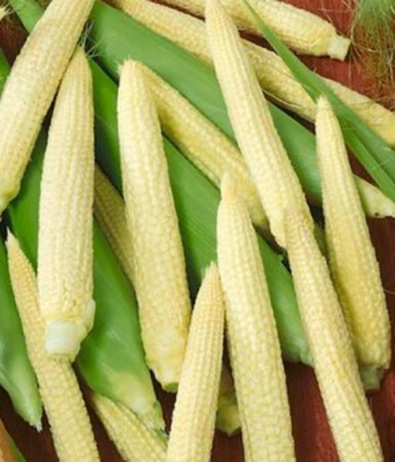 Japanese Hulless Corn Seeds - Organic Non-GMO Zea Mays Heirloom Variety, 10 Pack