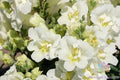 Twinny White Snapdragon Seeds - 1000+ Antirrhinum majus Annual for Garden Borders & Containers