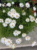 African Daisy Plant - Cream/Yellow Osteospermum Perennial with Vibrant Blooms for Gardens & Containers