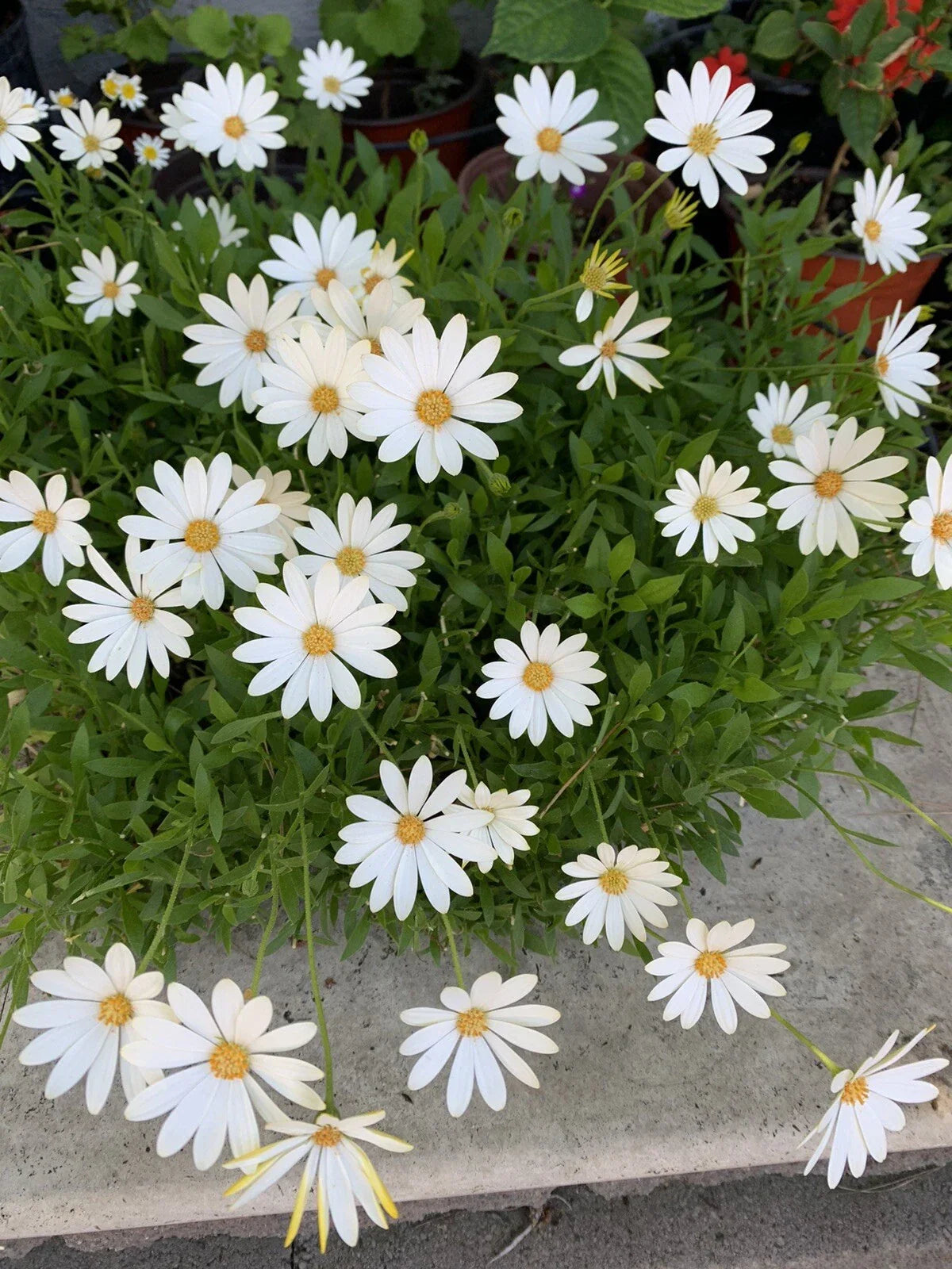 African Daisy Plant - Cream/Yellow Osteospermum Perennial with Vibrant Blooms for Gardens & Containers
