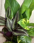 15 Rooted Houseplant Cuttings – Wandering Jew, Arrowhead Vine, Pothos – Easy Care Indoor Garden Plants, Trailing, Syngonium, Epipremnum