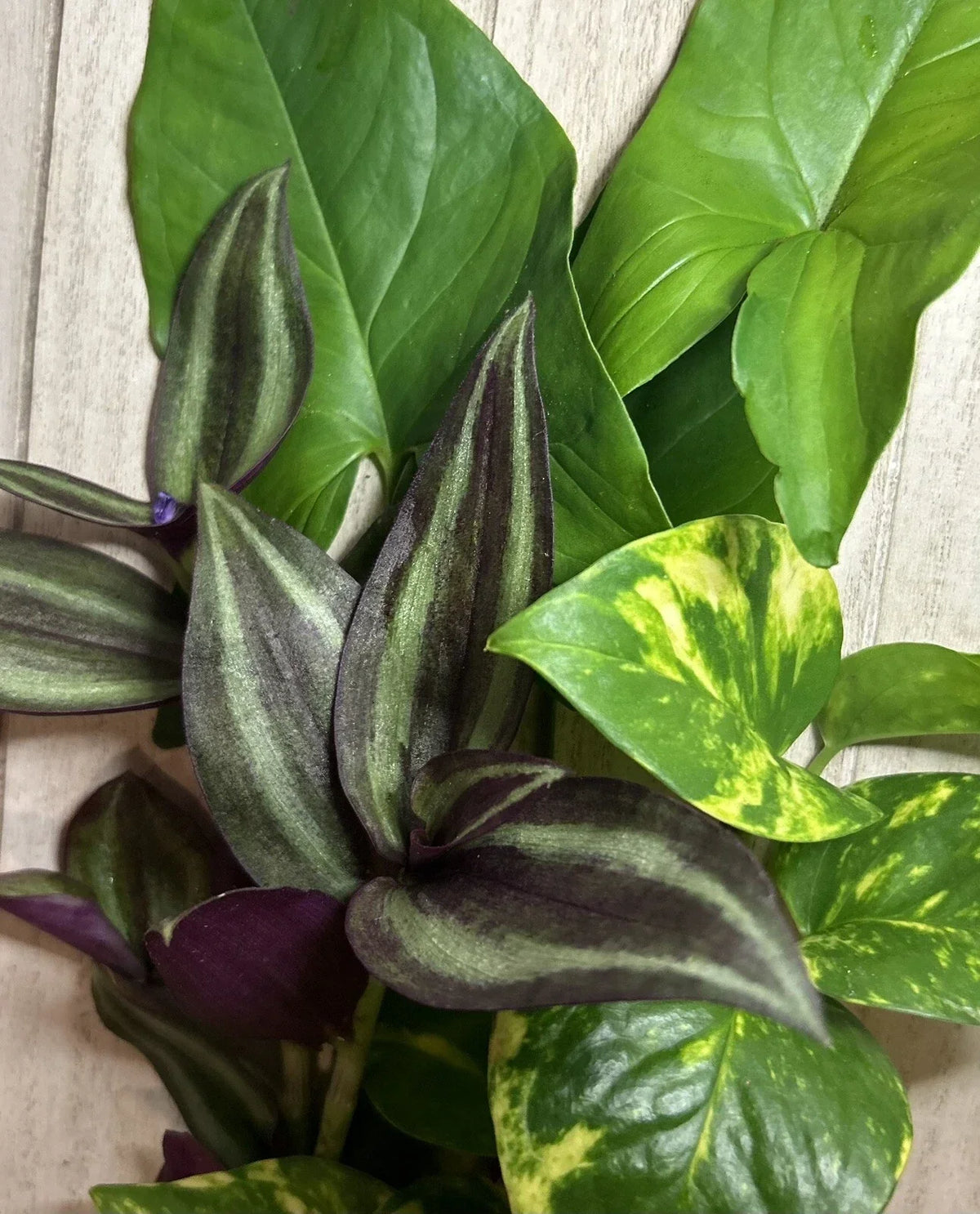 15 Rooted Houseplant Cuttings – Wandering Jew, Arrowhead Vine, Pothos – Easy Care Indoor Garden Plants, Trailing, Syngonium, Epipremnum
