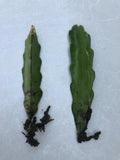 Rooted Dragon Fruit Cutting White Pitaya Cactus Hylocereus undatus - Ready to Plant, Exotic Fruit, Drought-Resistant