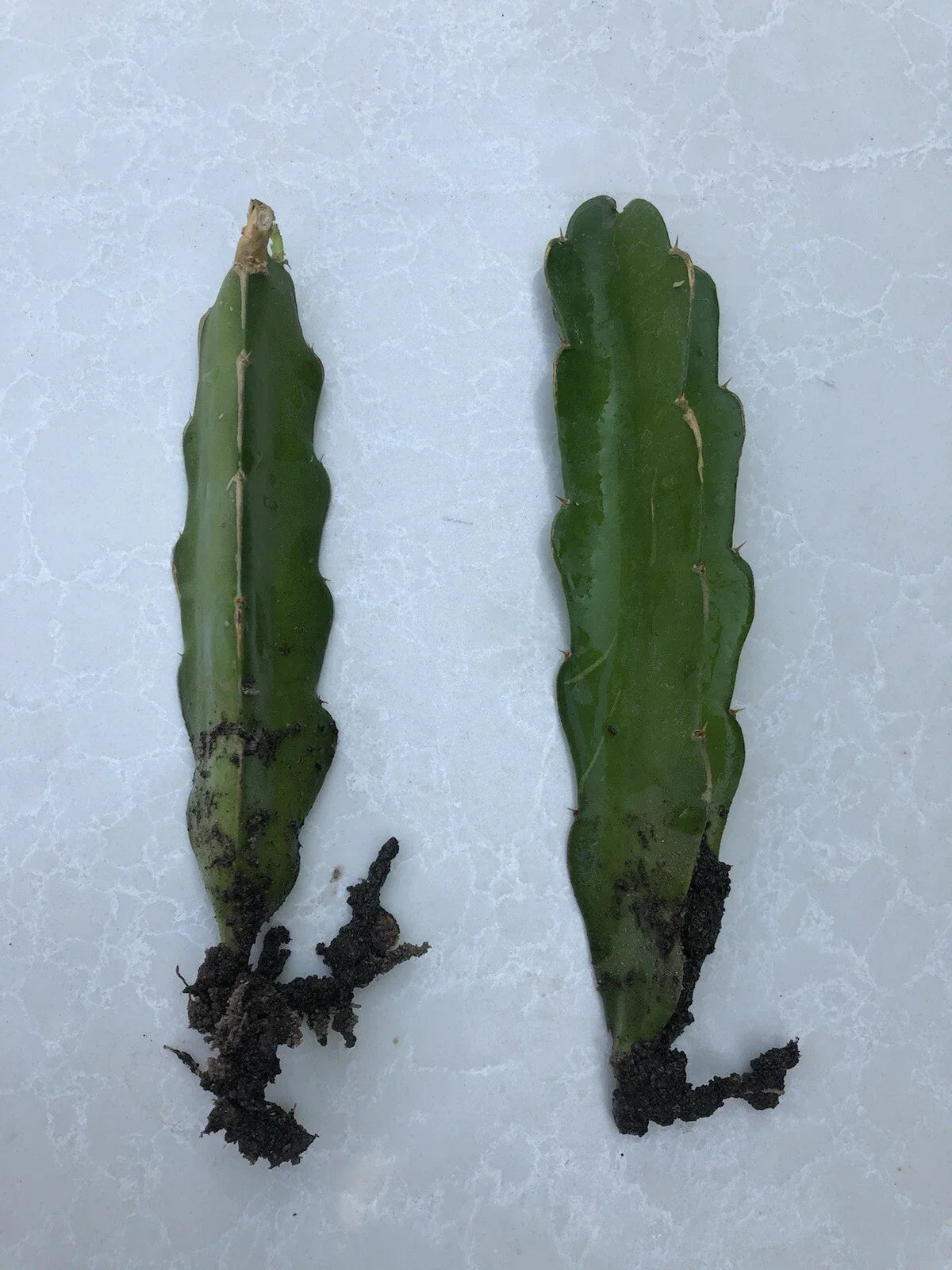 Rooted Dragon Fruit Cutting White Pitaya Cactus Hylocereus undatus - Ready to Plant, Exotic Fruit, Drought-Resistant