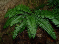 Christmas Fern Bare Root Plants 3 Pack – Polystichum acrostichoides for Shade Gardens & Natural Landscaping