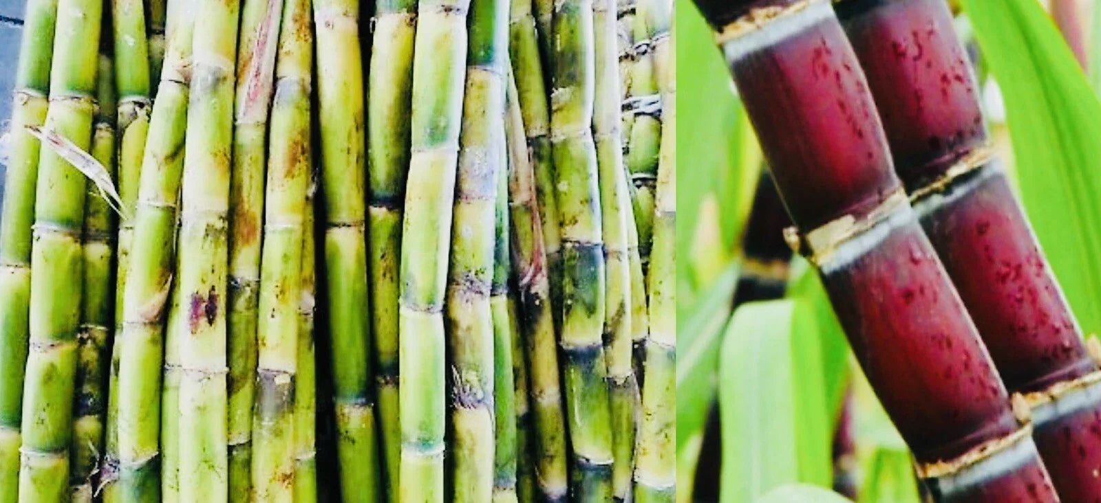 Fresh Cut Sugar Cane Sticks 10 LB Green or Purple Non-GMO Saccharum officinarum