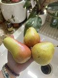 Forelle Pear Seeds - 5 Pack, Non-GMO, Edible Fruit, Easy Grow, Pyrus communis, Juicy Green Pears for Smoothies & Home Gardens