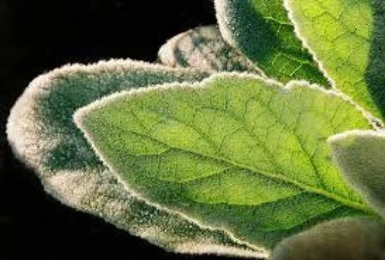 Mullein Plants 2-Pack, Organic Verbascum thapsus, Medicinal Herb, Wildcrafted, Full Sun, Drought Resistant