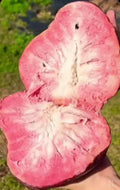 Bundle of 5 Bare Root Red Custard Apple Plants Annona reticulata Tropical Fruit Tree