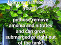 Healthy Rooted Pothos Plants - Golden, Green & Marbled Queen - Epipremnum aureum for Aquariums