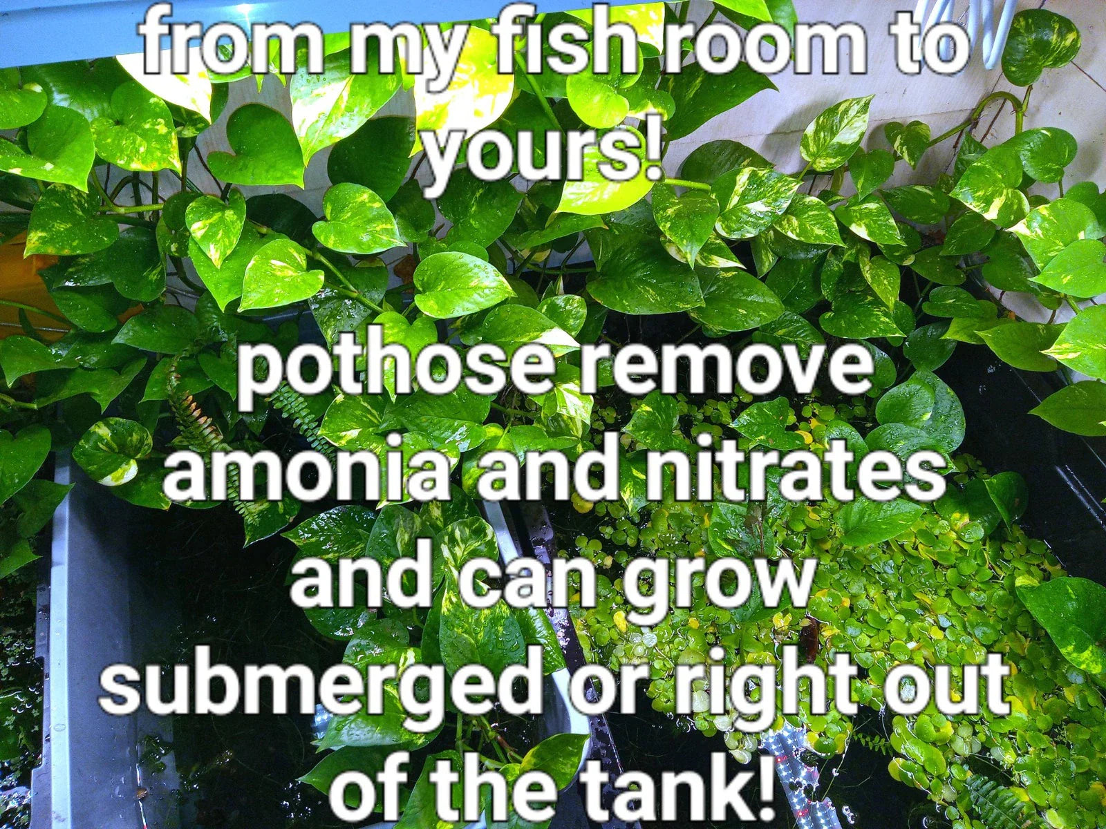Healthy Rooted Pothos Plants - Golden, Green & Marbled Queen - Epipremnum aureum for Aquariums