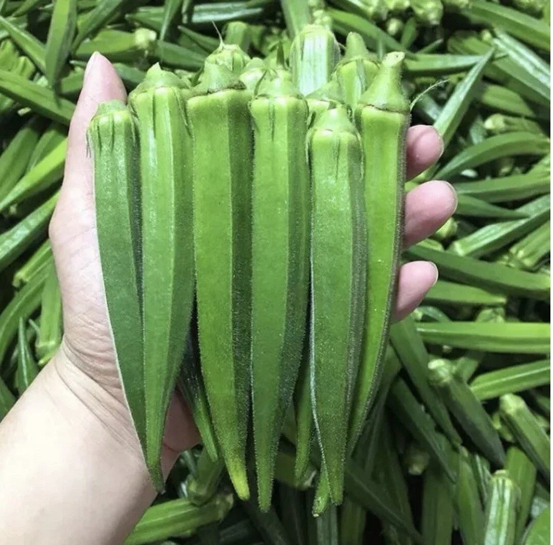 Clemson Spineless Okra Seeds - Non-GMO Heirloom, 500+ Pack with Free Green Eggplant Seeds, Vegetable Gardening Supplies