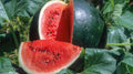 Small Shining Light Watermelon Seeds - Citrullus lanatus - Non-GMO, Heirloom, Juicy Fruit, Seed Packet