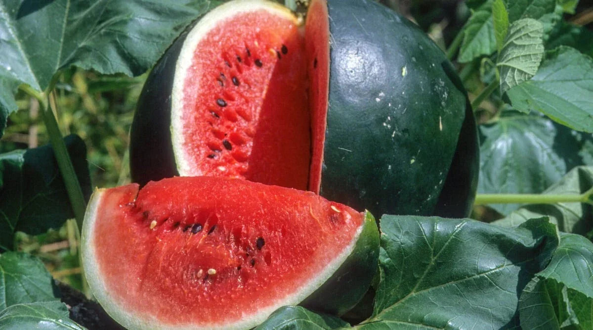 Small Shining Light Watermelon Seeds - Citrullus lanatus - Non-GMO, Heirloom, Juicy Fruit, Seed Packet