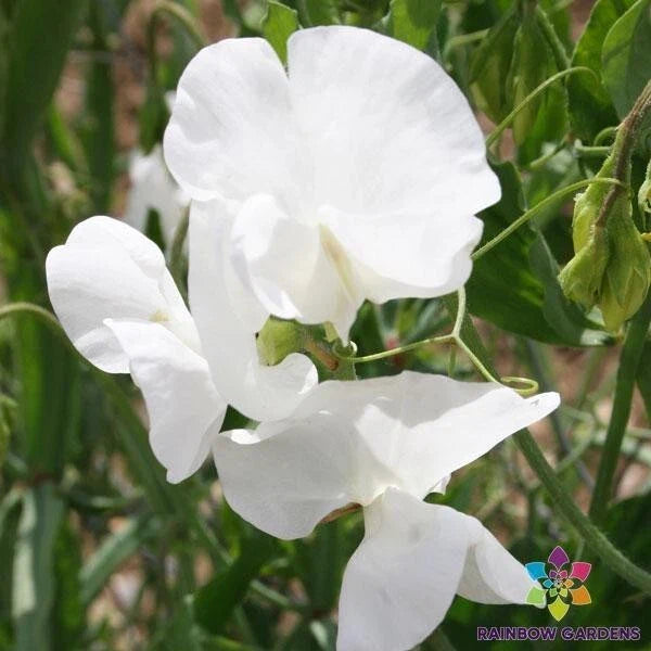 Swan Lake Sweet Pea Seeds - 50+ Climbing Flower Seeds - Fragrant Lathyrus odoratus - Perennial Garden Plant for Fences & Trellises