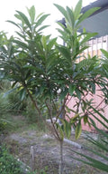 Loquat Tree Plants 4-8 Inches Eatable Fruit Japanese Plum Tropical Leaves Eriobotrya japonica