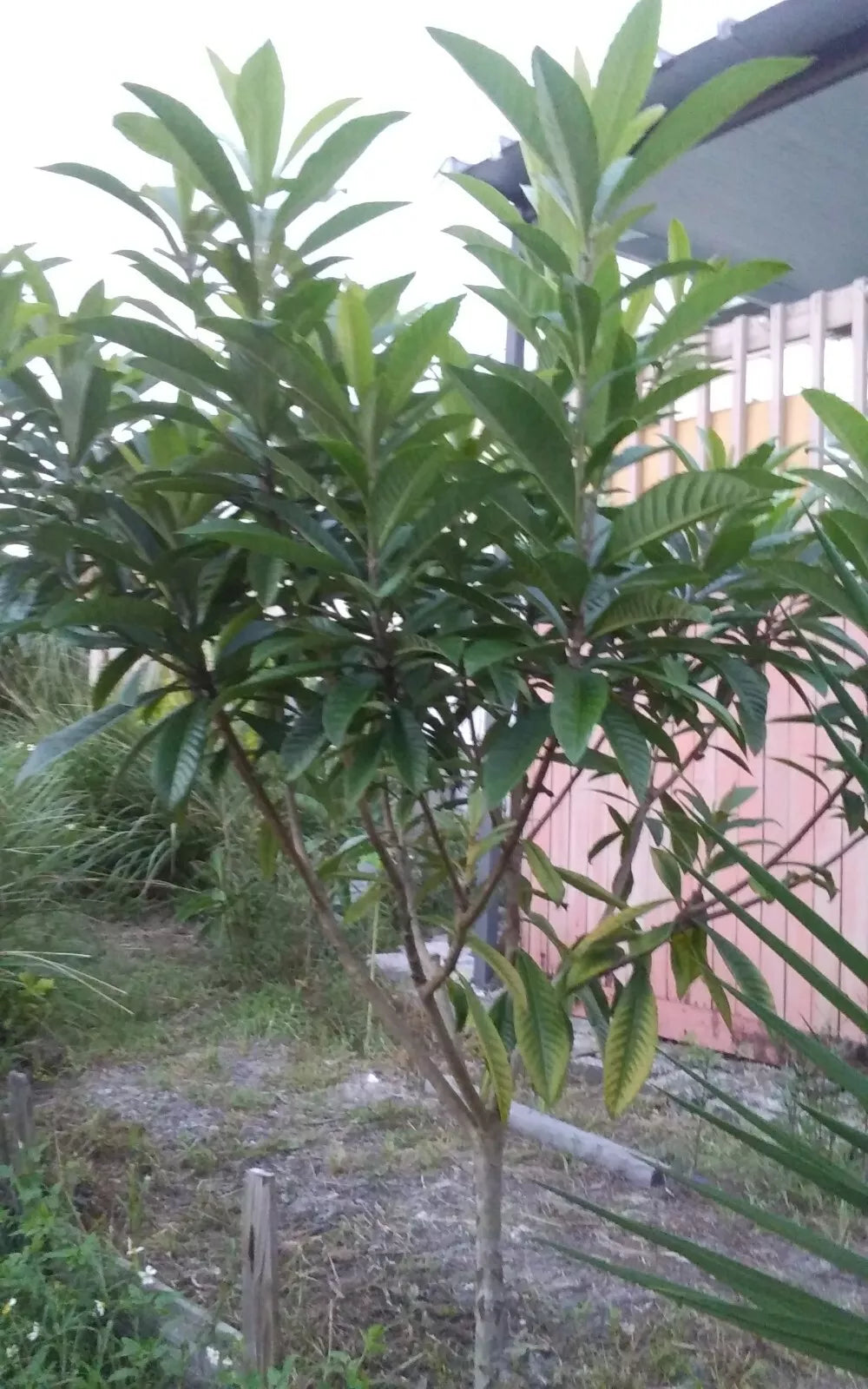 Loquat Tree Plants 4-8 Inches Eatable Fruit Japanese Plum Tropical Leaves Eriobotrya japonica