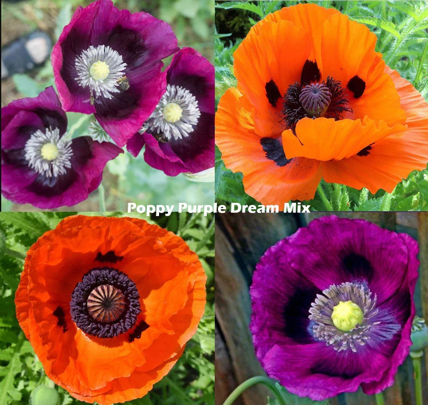 Purple Dream Mix Poppy Seeds - Non-GMO, Vibrant Purple & Orange Blooms, Papaver spp., 500 Seeds