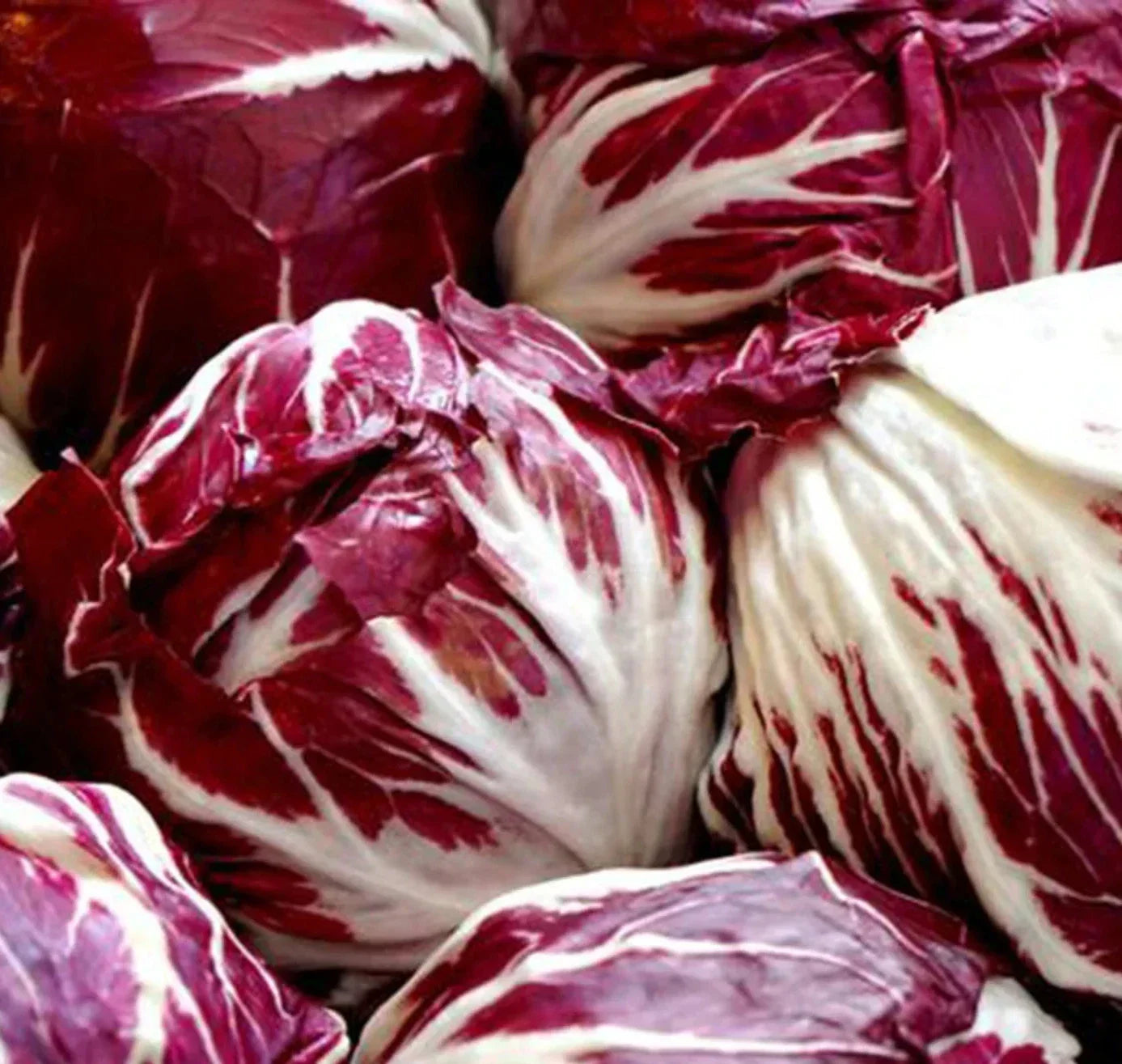 Radicchio Seeds 1000+ Palla Rosa Cichorium intybus Cool Season Vegetable Seeds for Salad Gardens