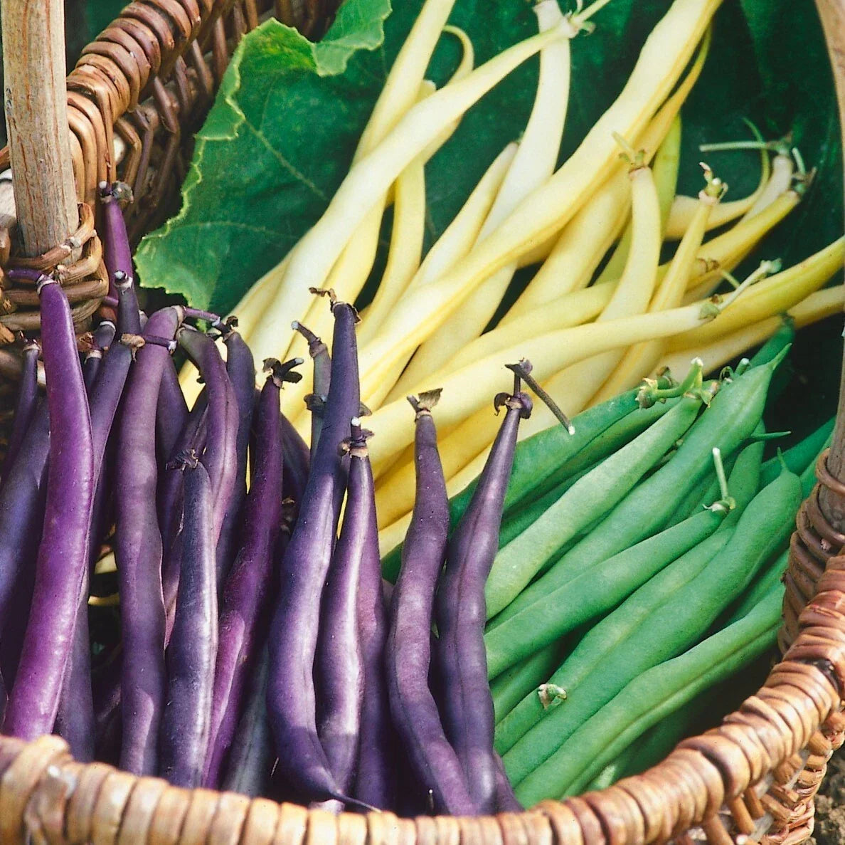 Bulk Mardi Gras Bean Seeds Mix - Tricolor Purple, Yellow, Green Gardening Seeds for Planting, Phaseolus vulgaris